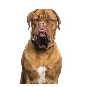 Bordeaux-i dog