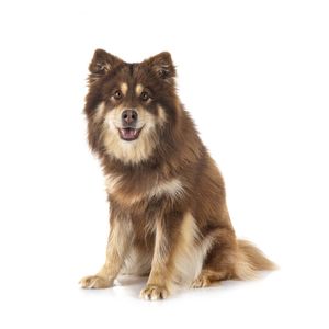 Finn spitz