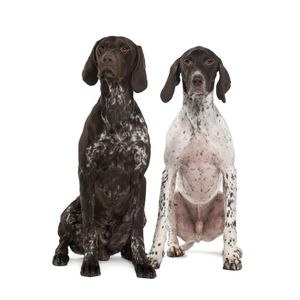 N&eacute;met vizsla