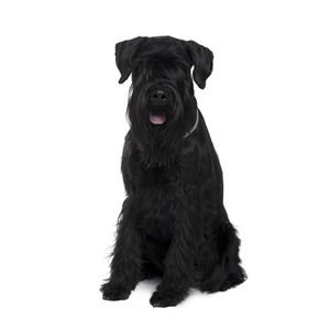 &Oacute;ri&aacute;s schnauzer