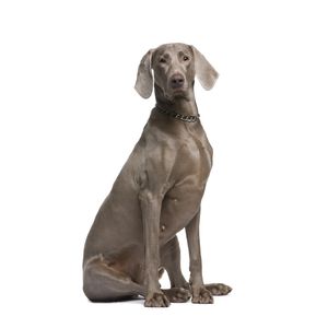Weimari vizsla