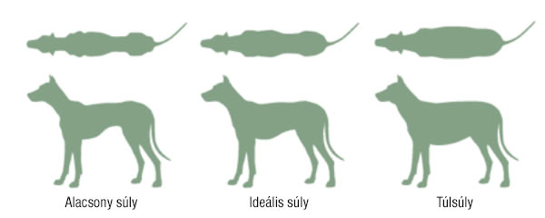 A kutya ide&aacute;lis s&uacute;ly&aacute;nak meg&aacute;llap&iacute;t&aacute;sa
